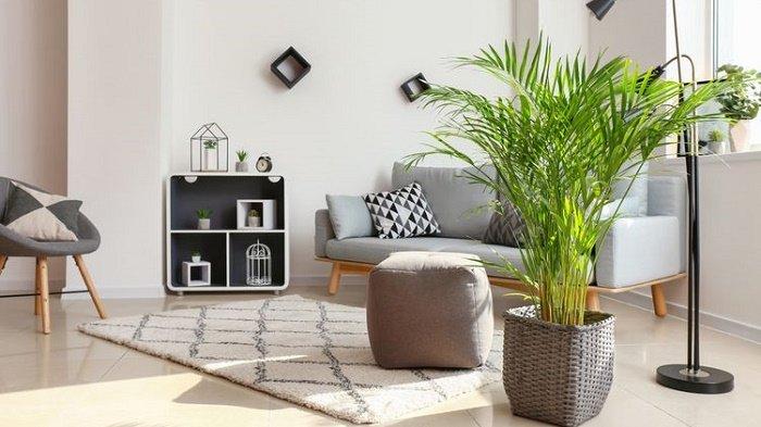 Jenis Tanaman yang Cocok Untuk Dekorasi Rumah